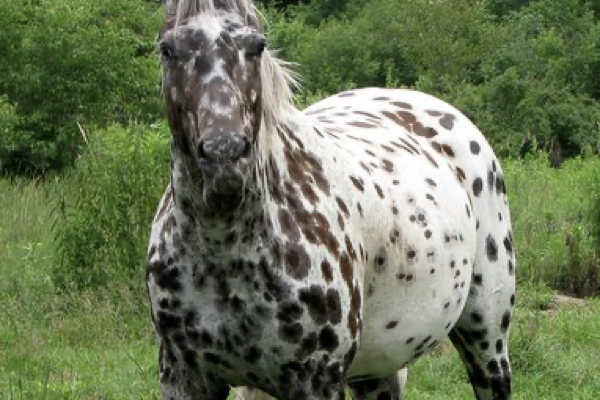 Spotted Celestial Horse Tian Ma descendant Pacific Northwest ancient Asian ancestry rewriting equine history heritage breed