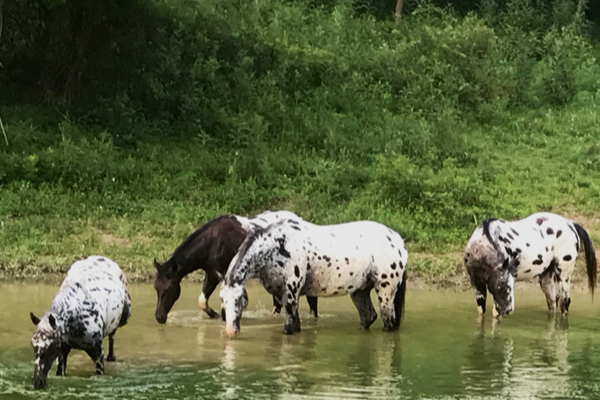 Four Celestial Horses spotted heritage breed in conservation habitat WHAGR stewardship